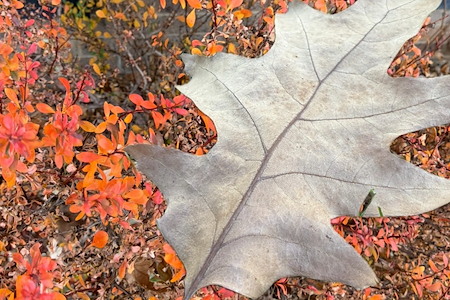 fall interior painting
